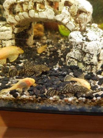 Image 3 of Plecos ready for homes albino and black and white dots