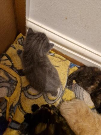Image 7 of Mixed litter of kittens