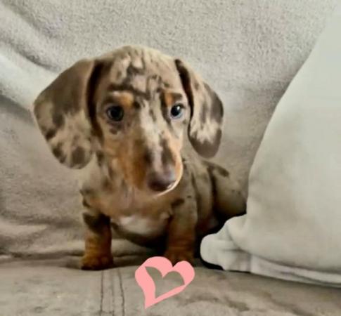 Image 26 of Quality bred Miniature Dachshunds 2 boys 1 girl for sale