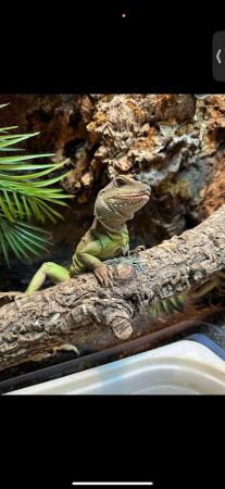 Image 2 of Chinese water dragon (female)