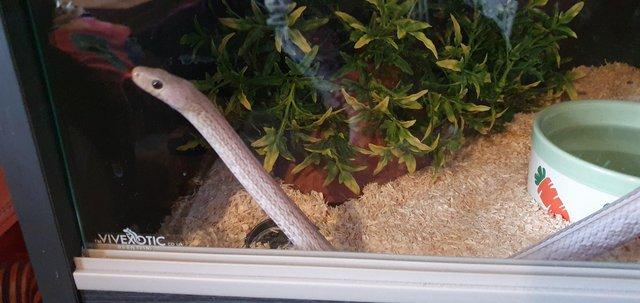 Image 3 of 3 year old male Corn Snake and complete Vivarium.