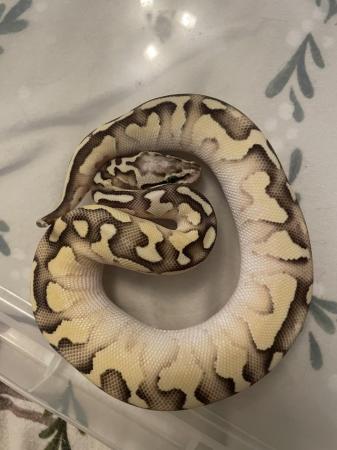 Image 2 of Pastel lesser ball python for sale