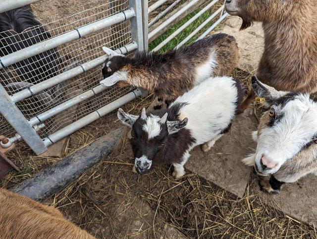 Preview of the first image of 2 x castrated pygmy goat wethers Ready NOW.