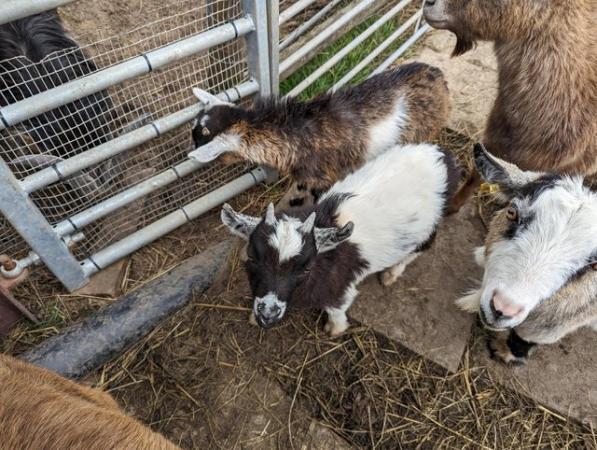 Image 1 of 2 x castrated pygmy goat wethers Ready NOW