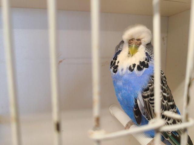 Preview of the first image of Exhibition budgerigars for sale.