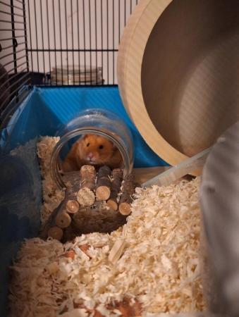 Image 3 of Hamster cage and accessories