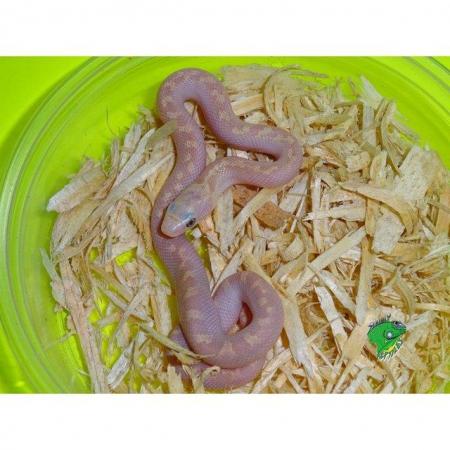 Image 5 of Albino white sided black rat snake (Pantherophis obsoletus)