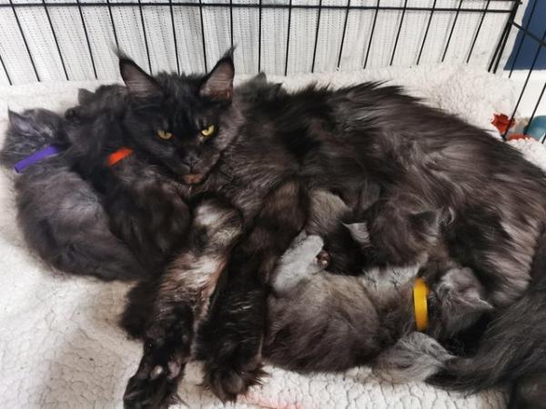 Image 8 of Maine Coon kittens. Registered. Health tested