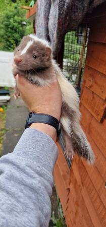 Image 1 of 3 male skunks ready 10th july