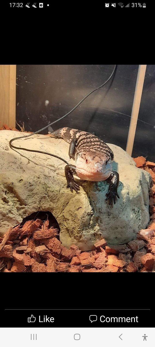 Preview of the first image of Blue Tongue skink for sale....experienced home as very huffy.