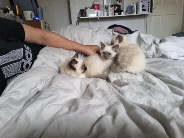 Image 2 of Ragdoll kittens 3 boys microchipped £300 ready forever homes