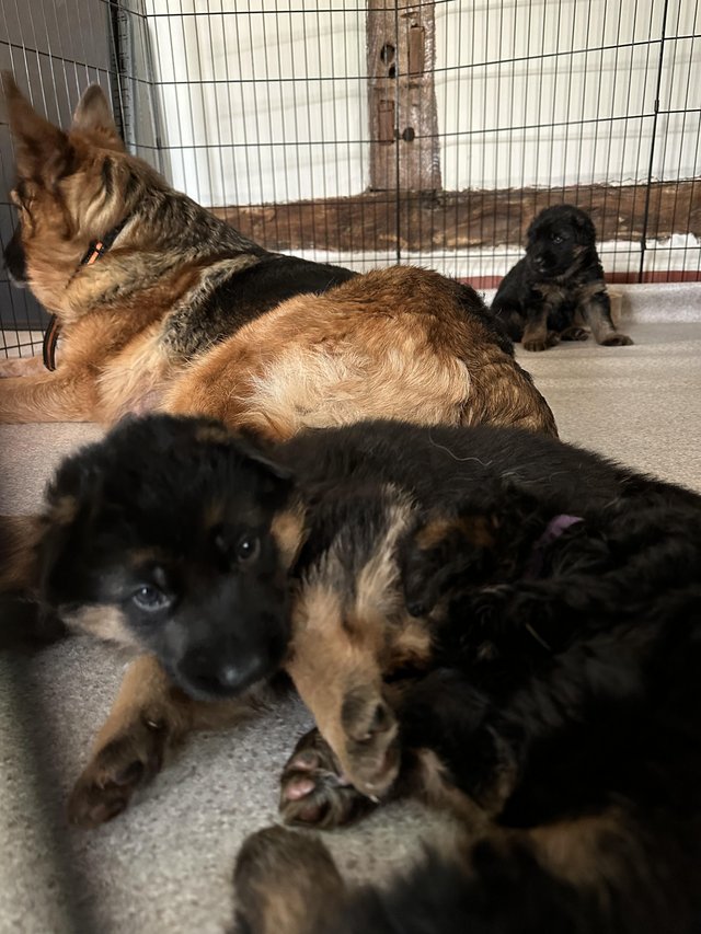 Preview of the first image of 5* KC REG German Shepherd puppies.