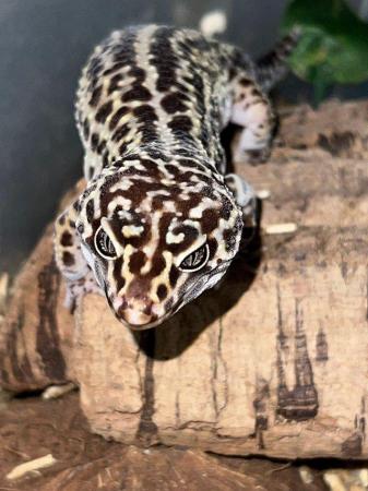 Image 4 of Leopard gecko healthy active eating well