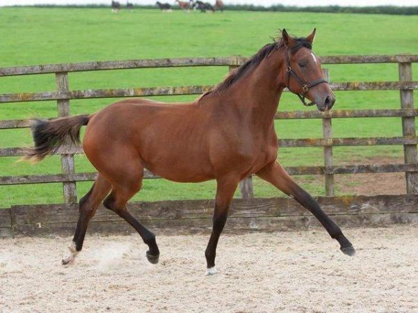 Image 3 of Top quality 2 year old filly By Sir Caprimond x Monte Carlo