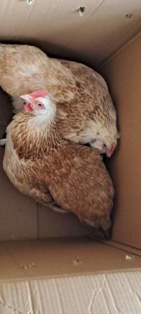 Image 2 of Lovely mixed faverolle hen for sale