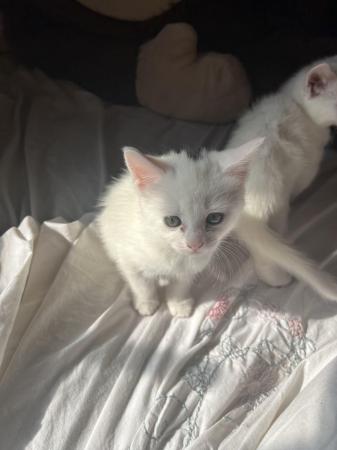Image 5 of Fully white kittens Birmingham