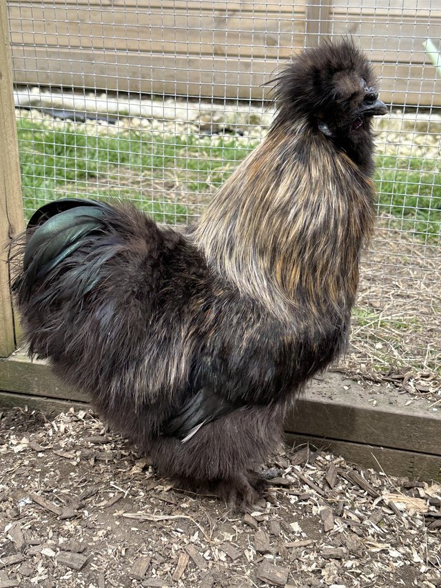 Preview of the first image of 8 month old silkie cockerel chicken for sale.