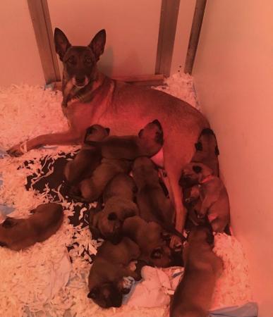 Image 3 of Pure breed Malinois puppies. READY TO LEAVE JUNE1ST