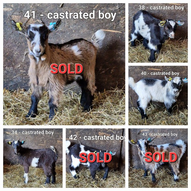 Preview of the first image of Pygmy goats for sale - ONLY A FEW LEFT.