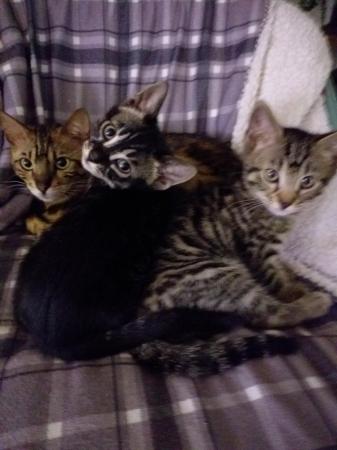 Image 1 of Bengal mix kittens for sale