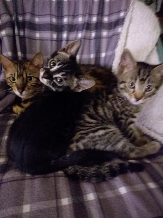 Preview of the first image of Bengal mix kittens for sale.