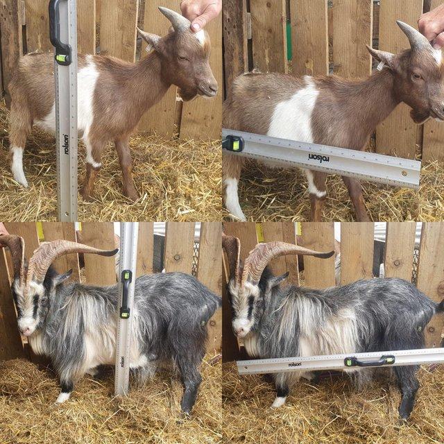Preview of the first image of Fabulous selection of Pygmy Billy Goats for Sale or Rent.