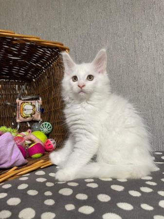 Image 11 of GCCF registered mainecoon kittens :)