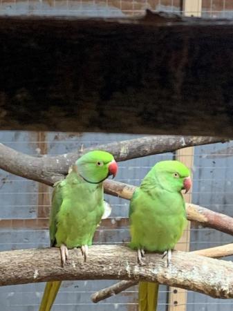 Image 3 of Stunning Pair Ringneck Parrots