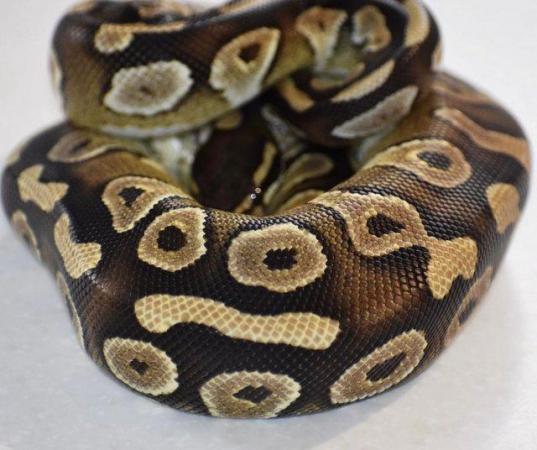 Image 6 of Mojave Ball python Royal python