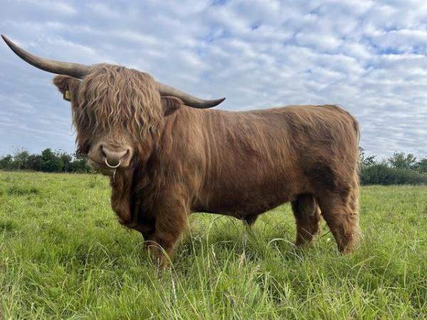 Image 1 of Pedigree highland bull for sale
