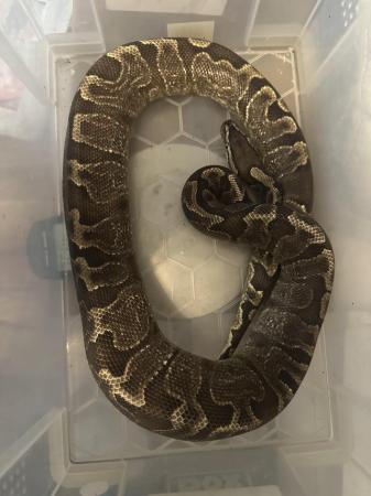 Image 4 of Royal/ball pythons for sale breeding weight female and male