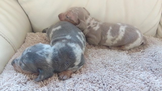 Image 3 of Miniature dachshunds puppies