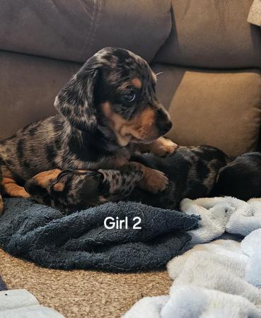 Image 7 of Stunning miniature dachshund dapple girls available