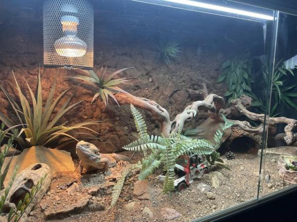 Image 1 of Male bearded dragon with 4ft Viv with custom background