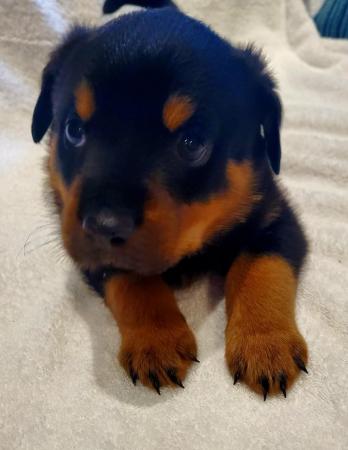 Image 15 of Last Gorgeous Rottweiler Girl Pup KC Reg Ready Now