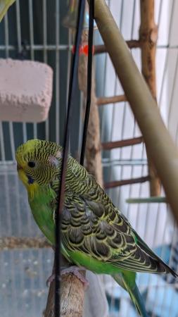 Image 11 of Young and healthy budgies!
