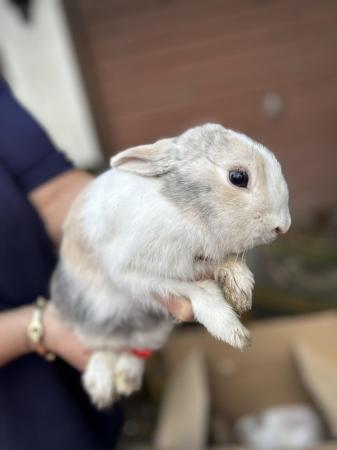 Image 2 of 8 month old rabbits looking for new homes