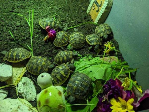 Image 6 of Hermann tortoise hatchlings for sale