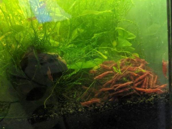Image 4 of Aquarium Shrimp Fish Tank Plants and Accessories