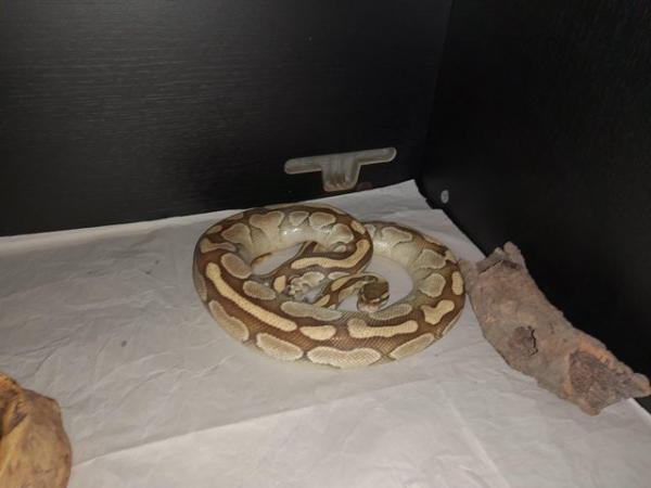 Image 3 of Male lesser royal python &set up..Read descrip