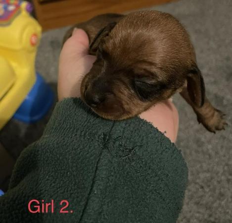 Image 5 of Miniature dachshunds girls