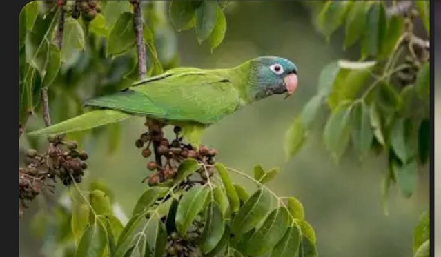 WANTEDHAND TAME BLUE CROWNED CONURE 