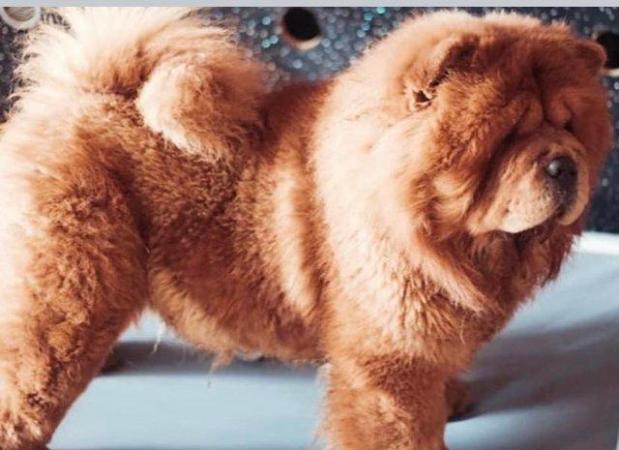 Image 5 of Kc reg chow chow boys “Red” quality babies