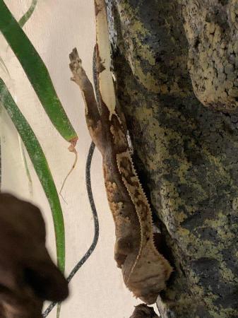 Image 4 of Various crested geckos for sale