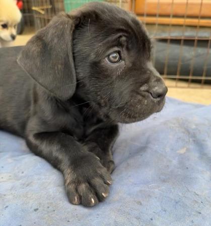 Image 9 of Cane corso x Rottweiler puppies