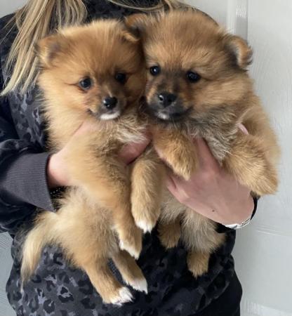 Image 13 of Pomeranian puppies extra fluffy 1 girl and 1 boy available