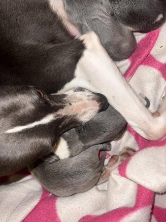 Image 7 of Stunning kc registered whippet puppies