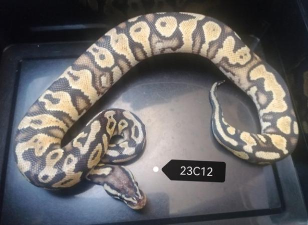 Image 10 of Royal Pythons to clear various genes