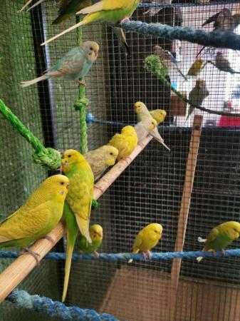 Image 1 of Stunning Budgies top quality young and some breeding age