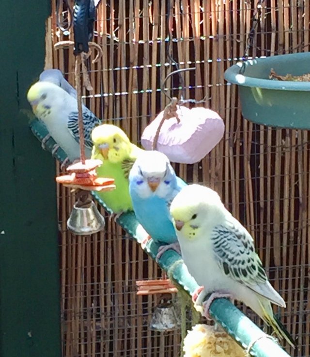 Preview of the first image of Baby budgies for sale Warrington.